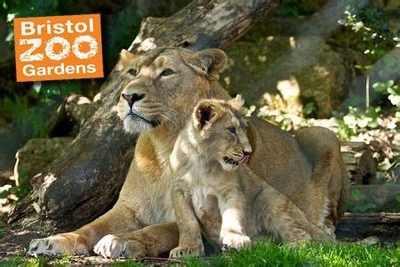 De Zoological Gardens van Bristol: Een Oase van Wonder en Verrassende Ontmoetingen!